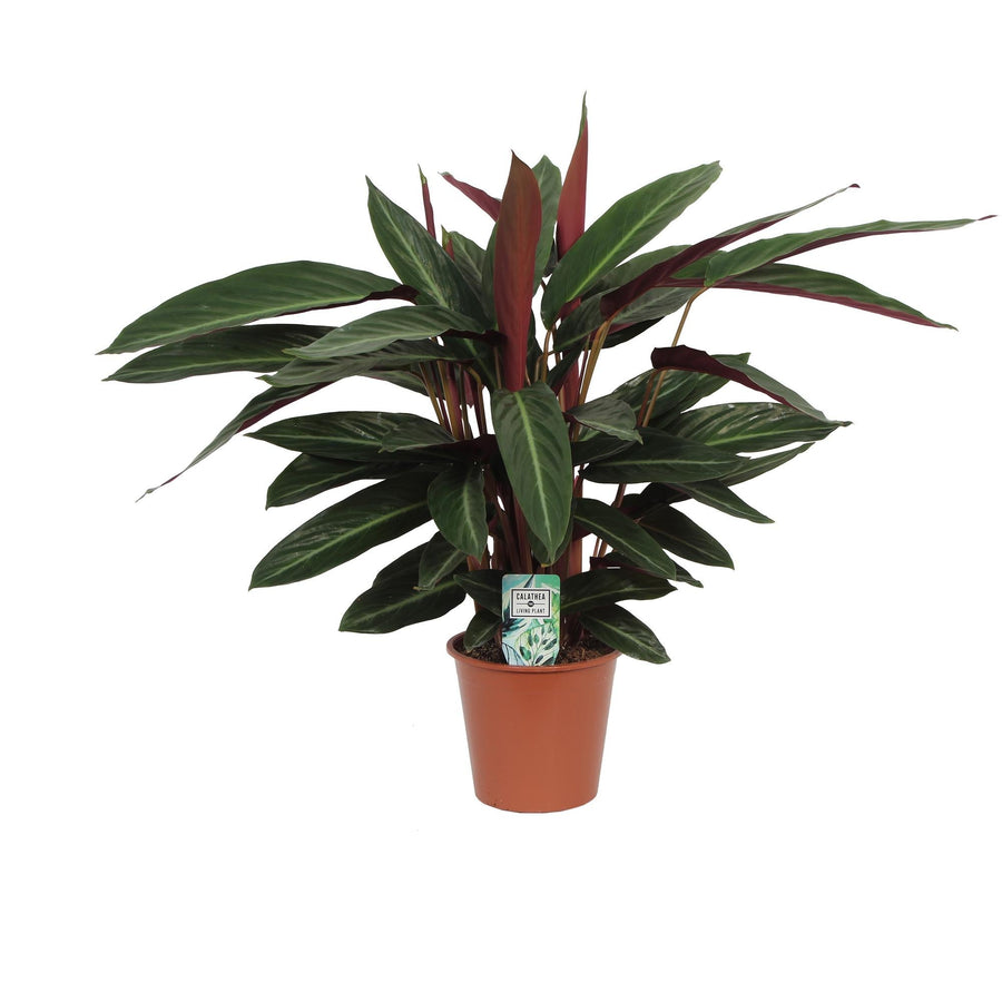 Calathea ‘Stripestar’ – Grand