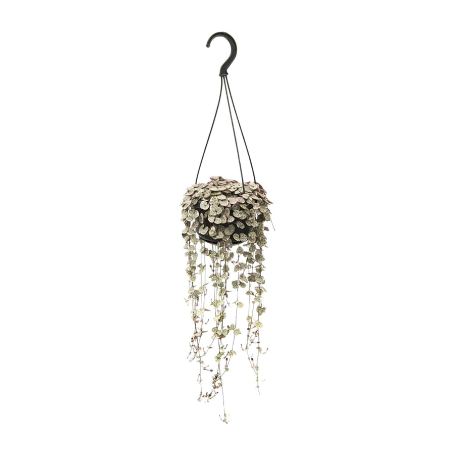 Ceropegia woodii – Moyen