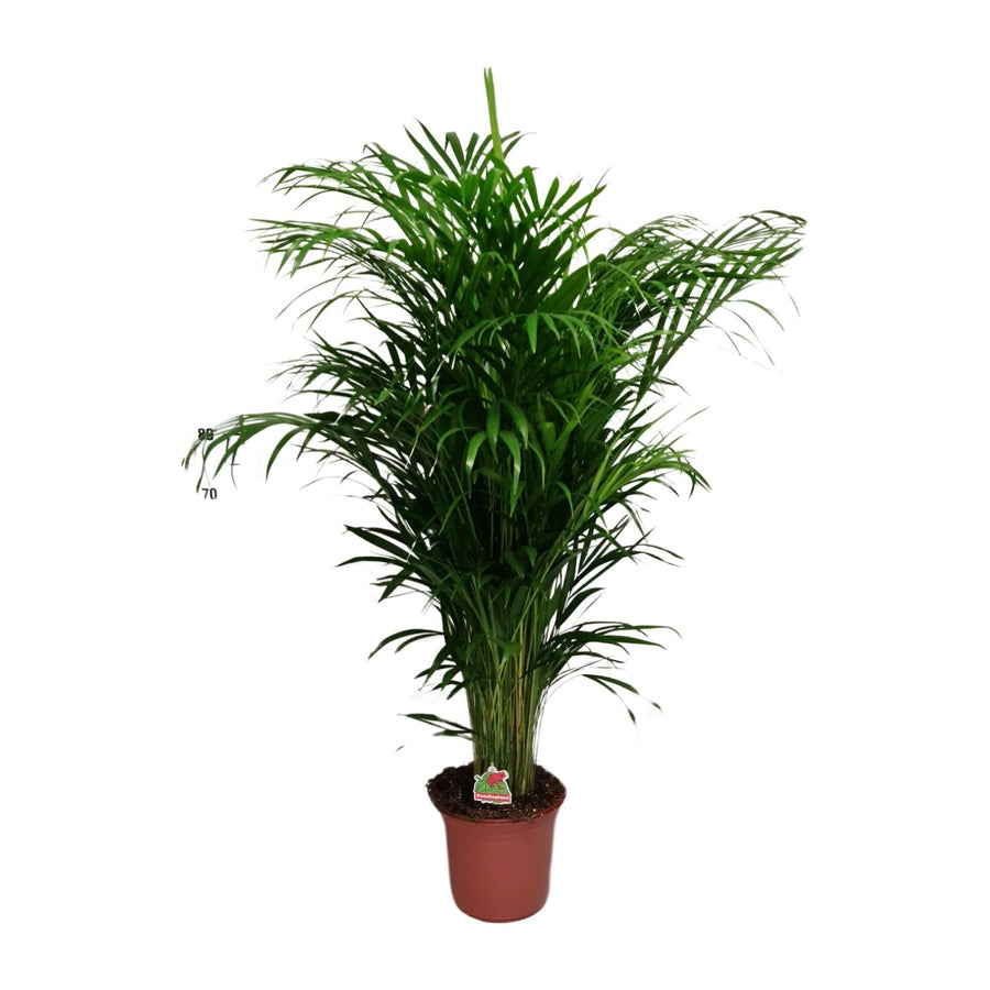 Dypsis lutescens – Grand