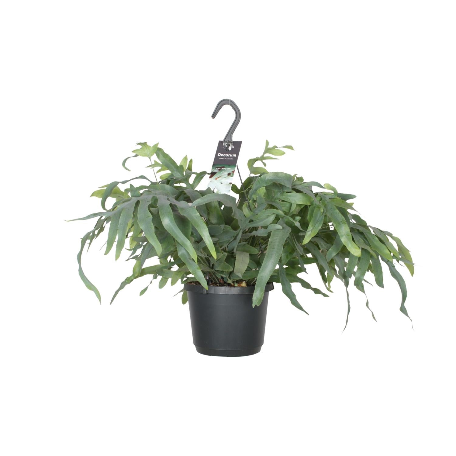Phlebodium aureum 'Blue Star'