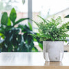 Asplenium antiquum ‘Parvati’ – Petit