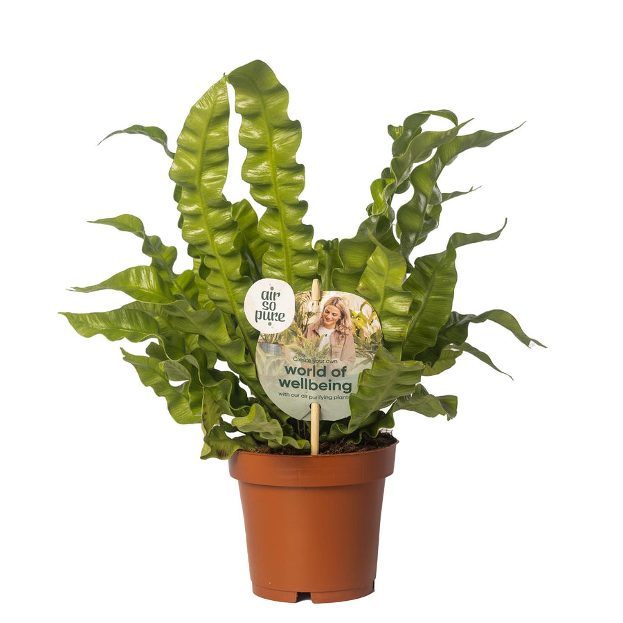 Asplenium Antiquum Crispy Wave