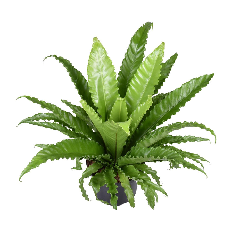 Asplenium Antiquum Osaka - Large