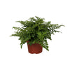 Asplenium antiquum ‘Parvati’ – Petit