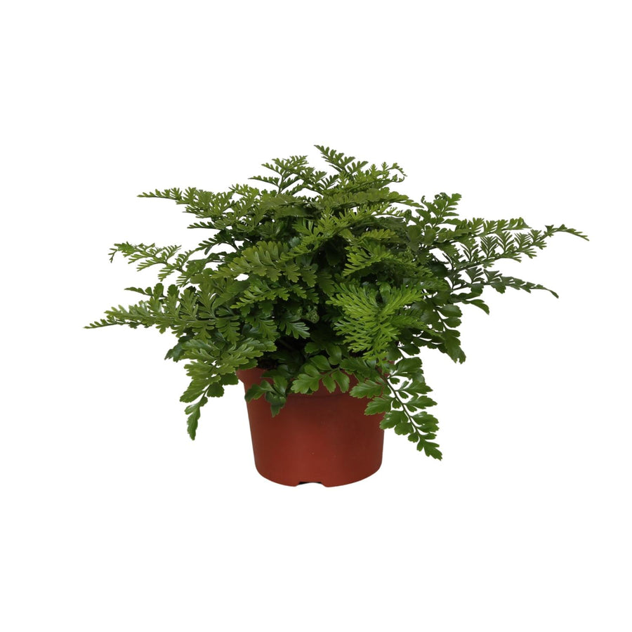 Asplenium antiquum ‘Parvati’ – Petit