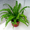 Asplenium antiquum – Grand