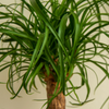 Beaucarnea Recurvata – Grand