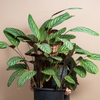 Calathea ‘Compactstar’