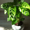 Calathea 'Leopardina'