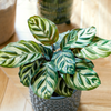 Calathea 'Makoyana' (M) x 2 - Combo deal