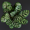 Calathea 'Makoyana' (M) x 2 - Combo deal