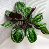 Calathea ‘Medallion’ + Decorative Pot