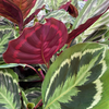 Calathea ‘Medallion’ + Decorative Pot