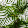 Calathea 'Orbifolia' - Large