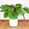 Calathea 'Orbifolia' - Large
