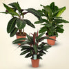 Calathea Sanctuary Trio — Set au feuillage statement