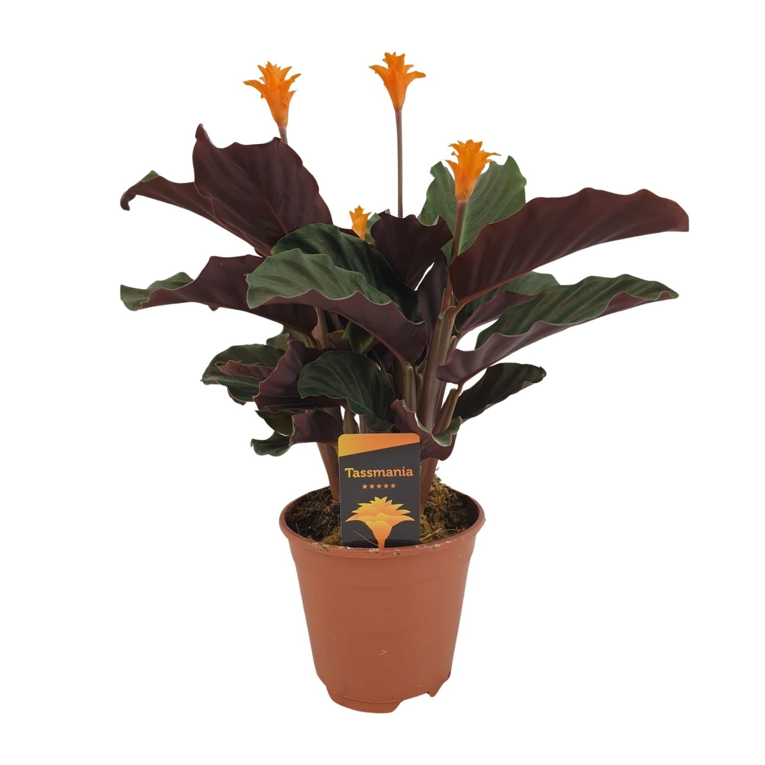 Calathea Crocata with dark leaves and orange flowers on a white background