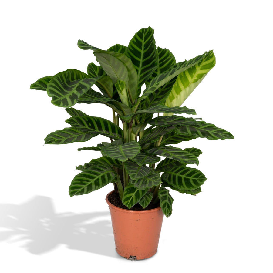 Calathea ‘Zebrina’