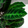 Calathea 'Warscewiczii' - X-Large