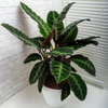 Calathea 'Warscewiczii' - X-Large