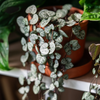 Ceropegia woodii – Grand