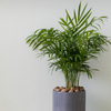 Chamaedorea elegans – Taille S