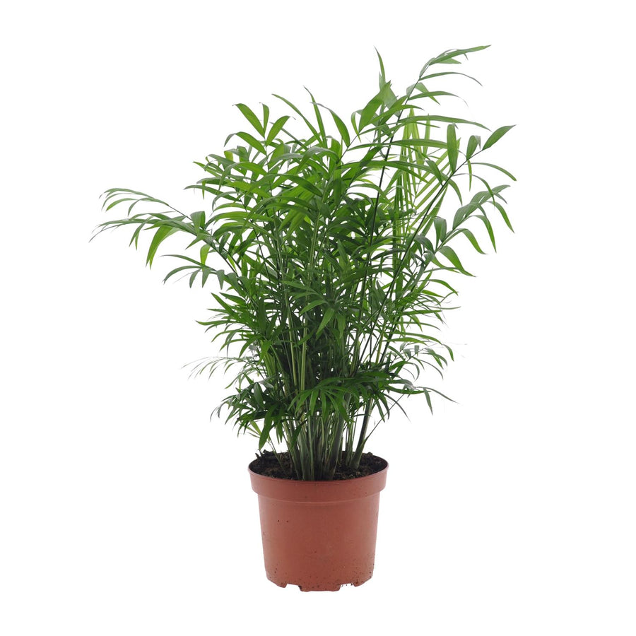Chamaedorea elegans – Taille M