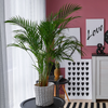 Dypsis lutescens – Grand
