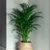 Dypsis lutescens – Très grande taille