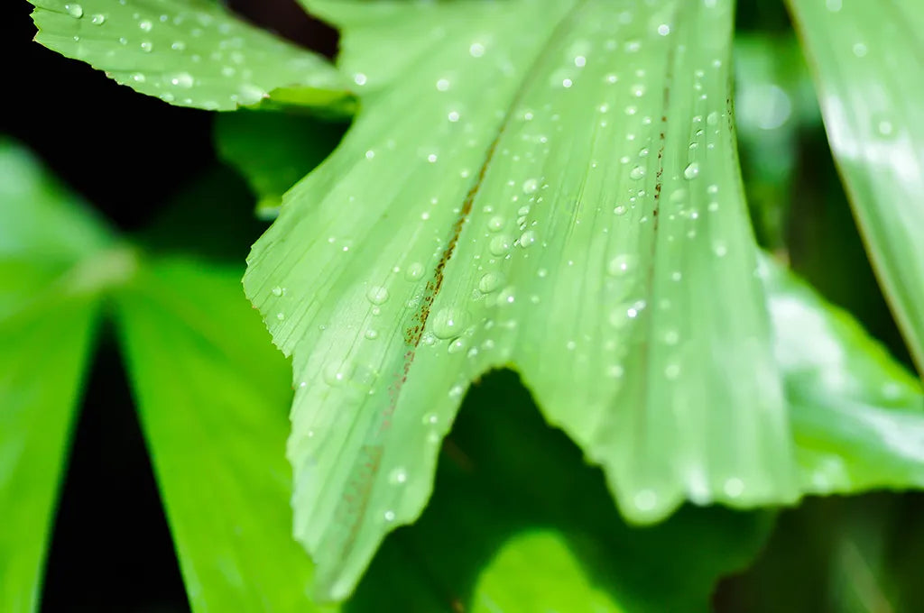 Plants Mistaken as “Pet-Friendly” (But Aren’t)