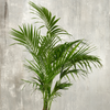 Howea Forsteriana - XXL