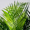 Howea Forsteriana - XXL