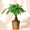 Pachira Aquatica - Small