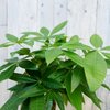 Pachira aquatica (XL) + Cache-pot décoratif