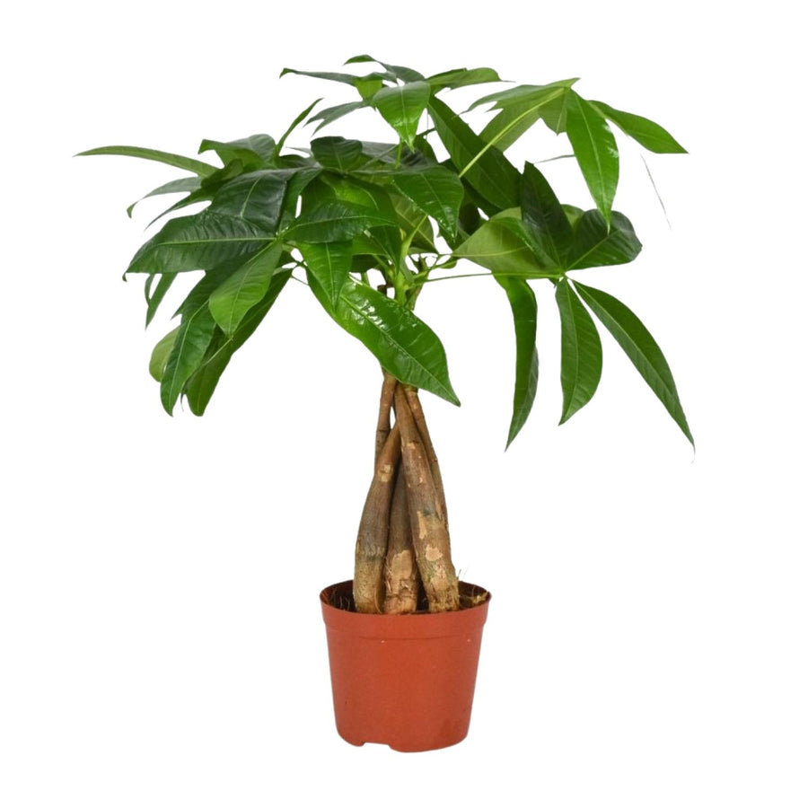 Pachira Aquatica - Small