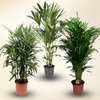 Palm Haven Trio — Premium Palm Bundle