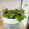Peperomia ‘Hope’