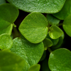 Peperomia rotundifolia – Petit