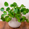 Pilea peperomioides – Moyen