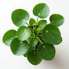 Pilea peperomioides – Moyen