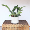 Platycerium bifurcatum (Pot suspendu) – Moyen