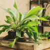 Platycerium bifurcatum (Pot suspendu) – Moyen