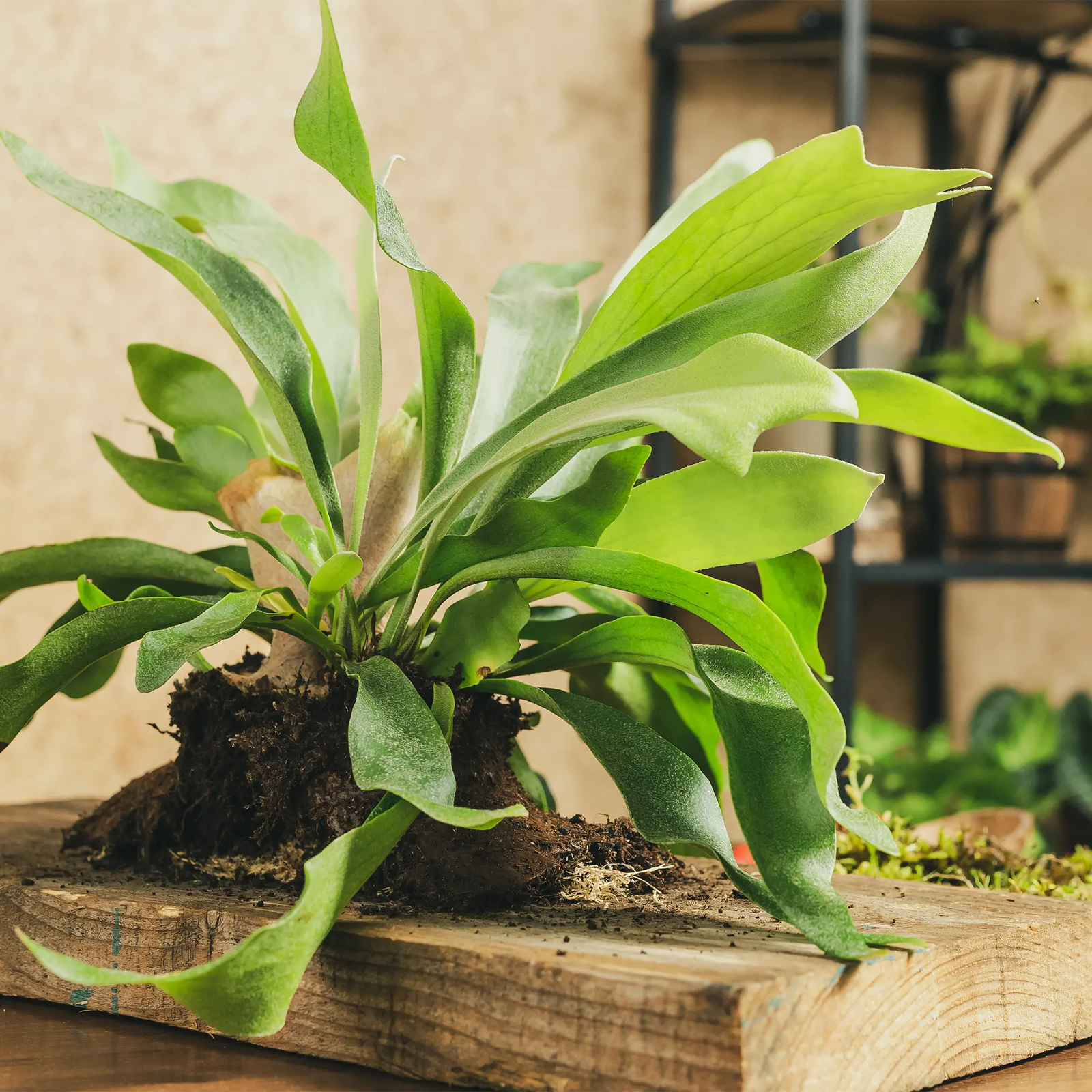 Platycerium bifurcatum