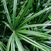 Rhapis excelsa – Grand