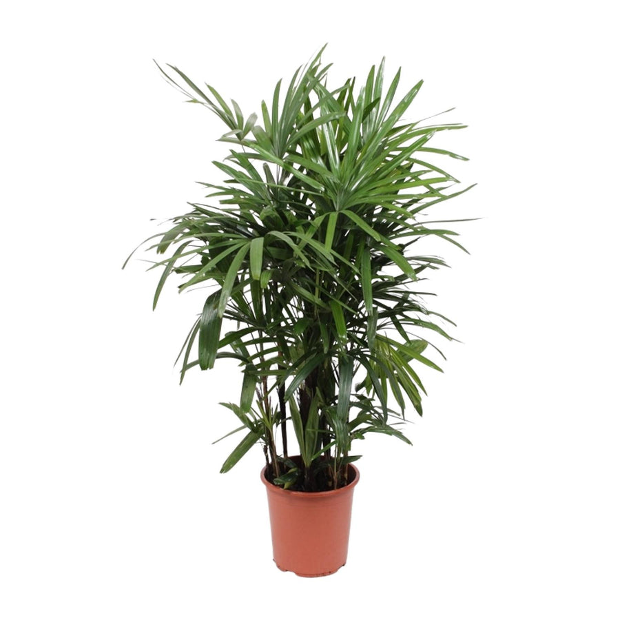 Rhapis Excelsa - Large