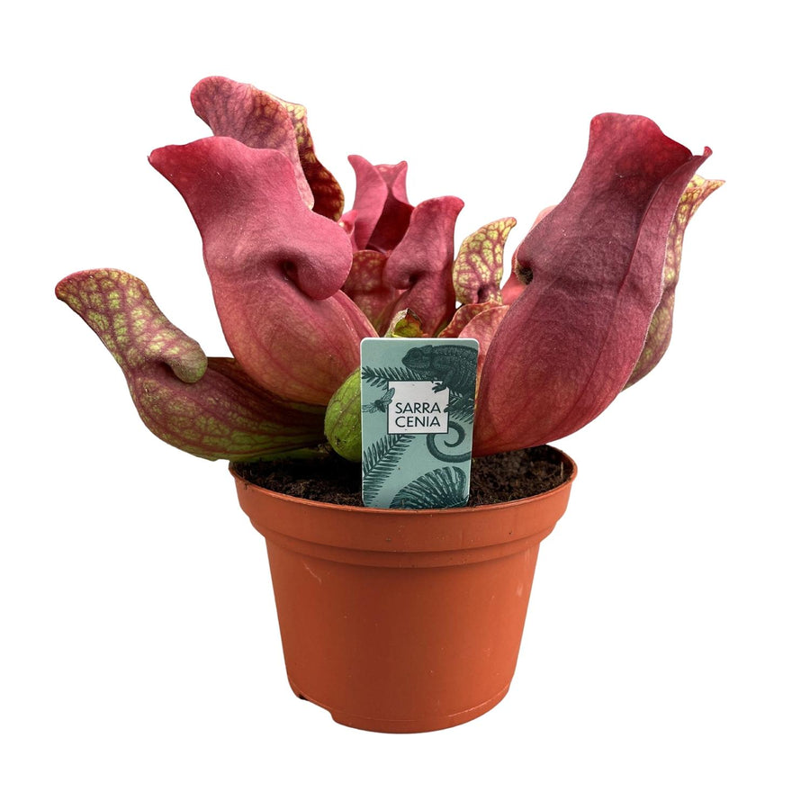 Sarracenia Maroon