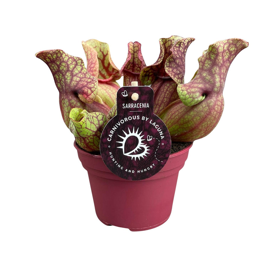 Potted carnivorous plant with a label on a white background