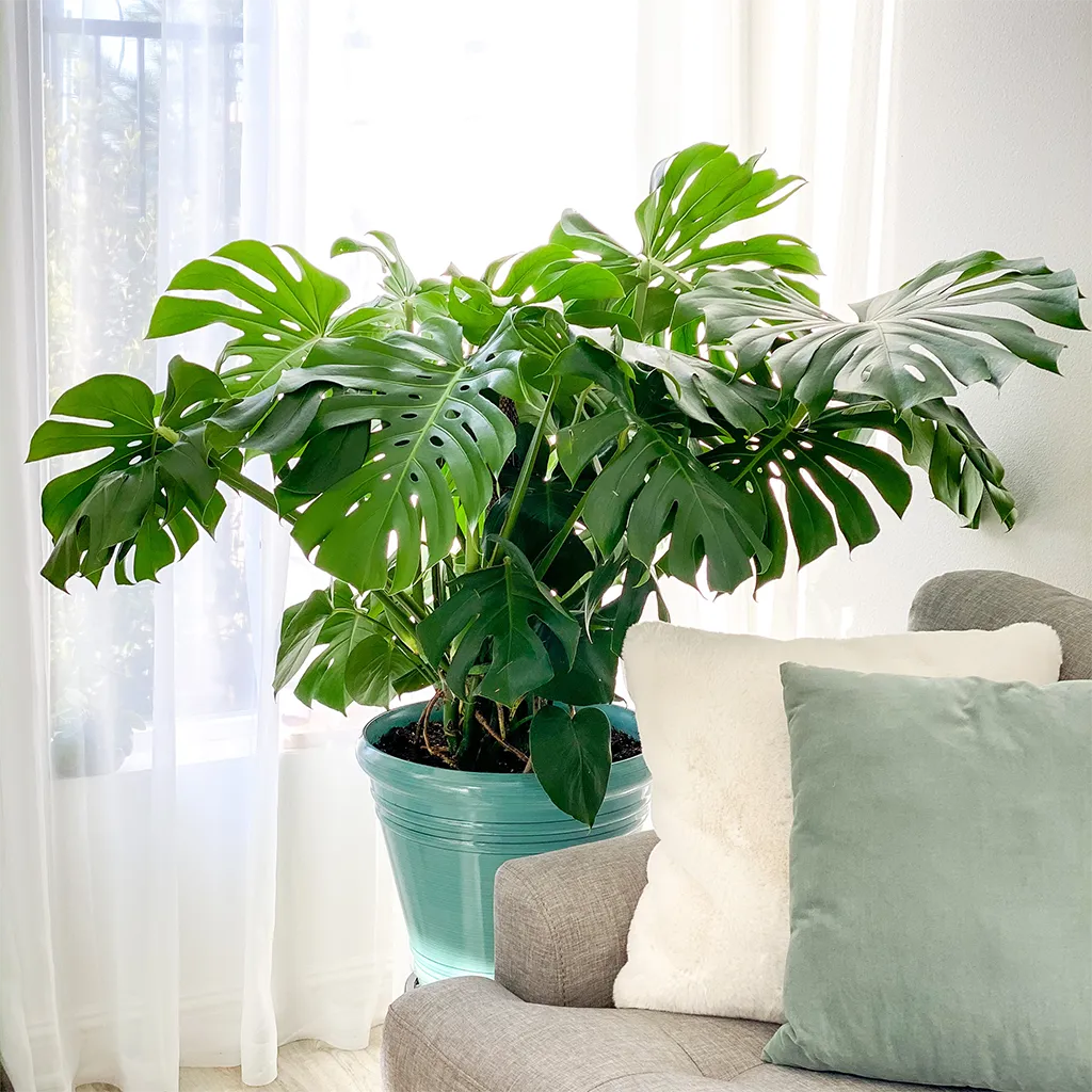 10 Common Houseplants Toxic to Cats and Dogs