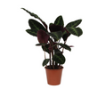 Calathea 'Warscewiczii' - X-Large