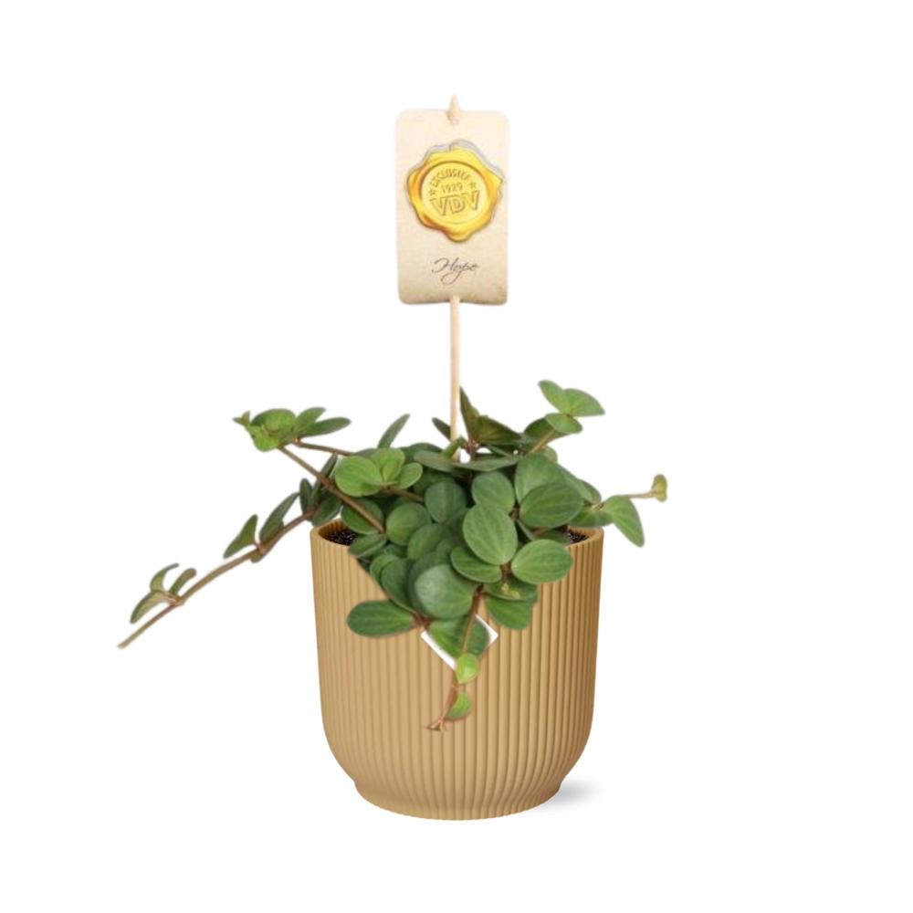 Peperomia ‘Hope’ + Cache-pot décoratif
